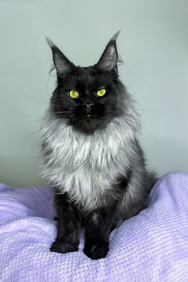 Yen | Maine Coon Kitten