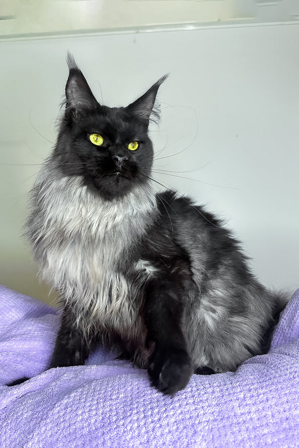 Yen | Maine Coon Kitten