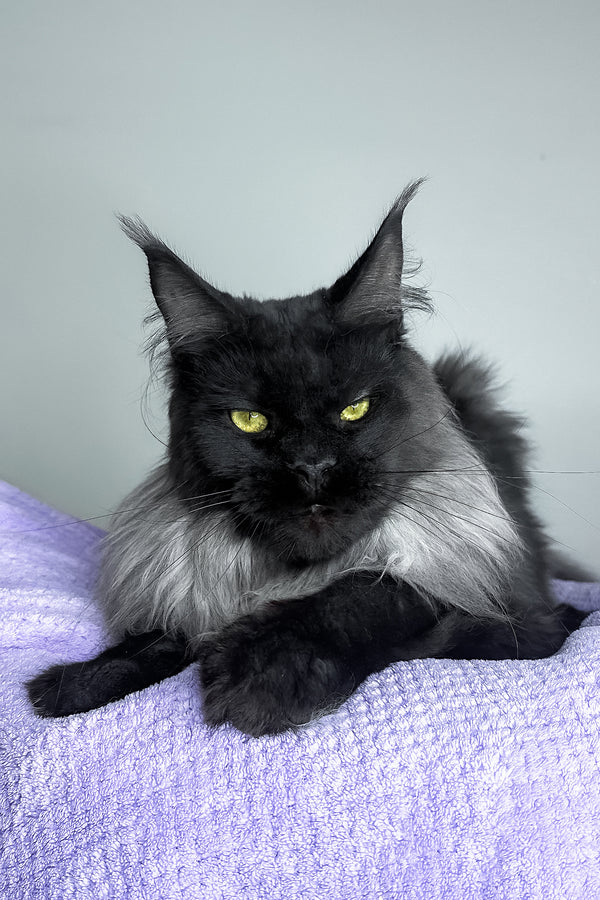 Yen | Maine Coon Kitten