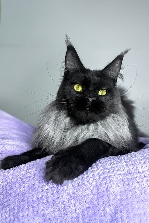 Yen | Maine Coon Kitten