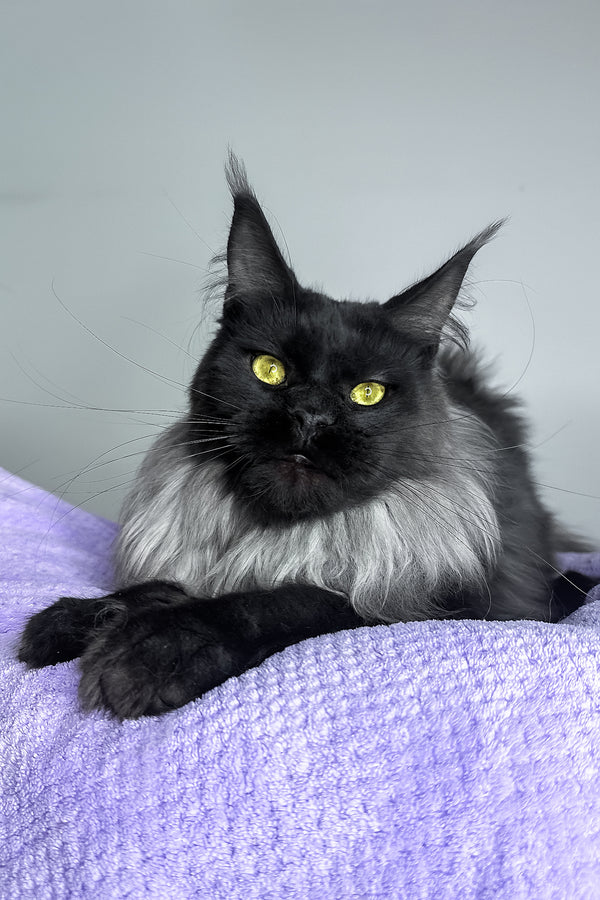 Yen | Maine Coon Kitten
