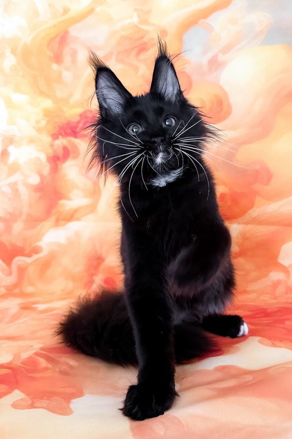 Yenifer | Maine Coon Kitten