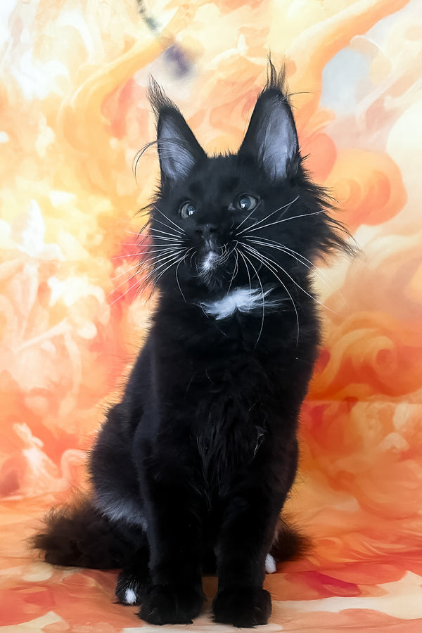 Yenifer | Maine Coon Kitten