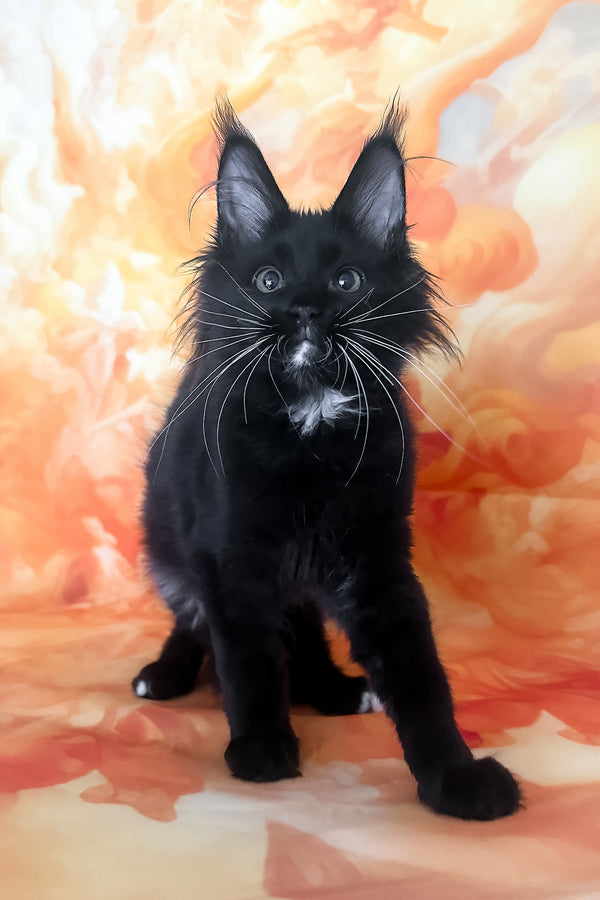 Yenifer | Maine Coon Kitten