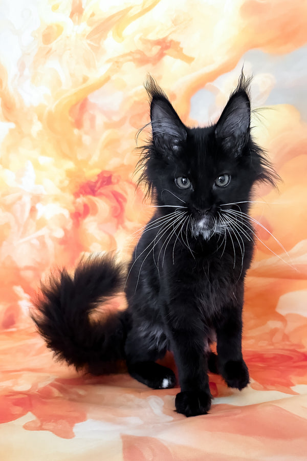 Yenifer | Maine Coon Kitten