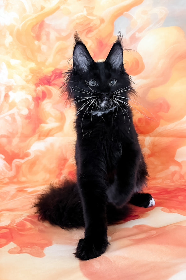 Yenifer | Maine Coon Kitten