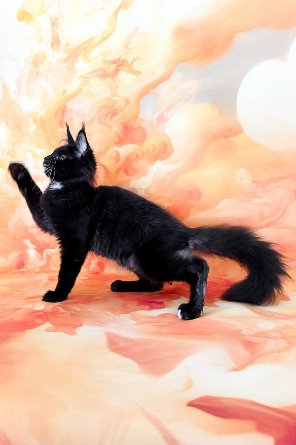 Yenifer | Maine Coon Kitten