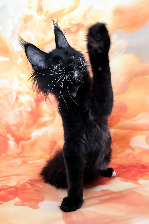 Yenifer | Maine Coon Kitten