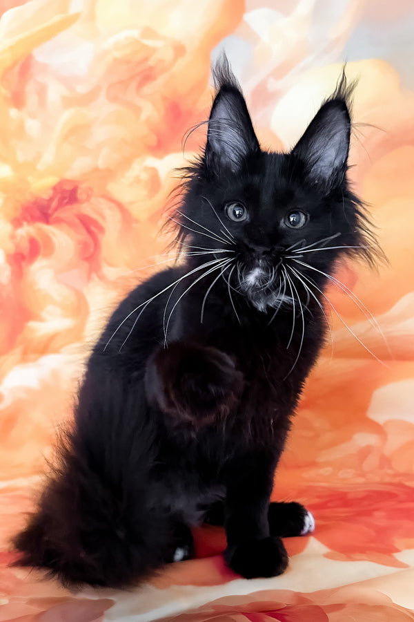 Yenifer | Maine Coon Kitten