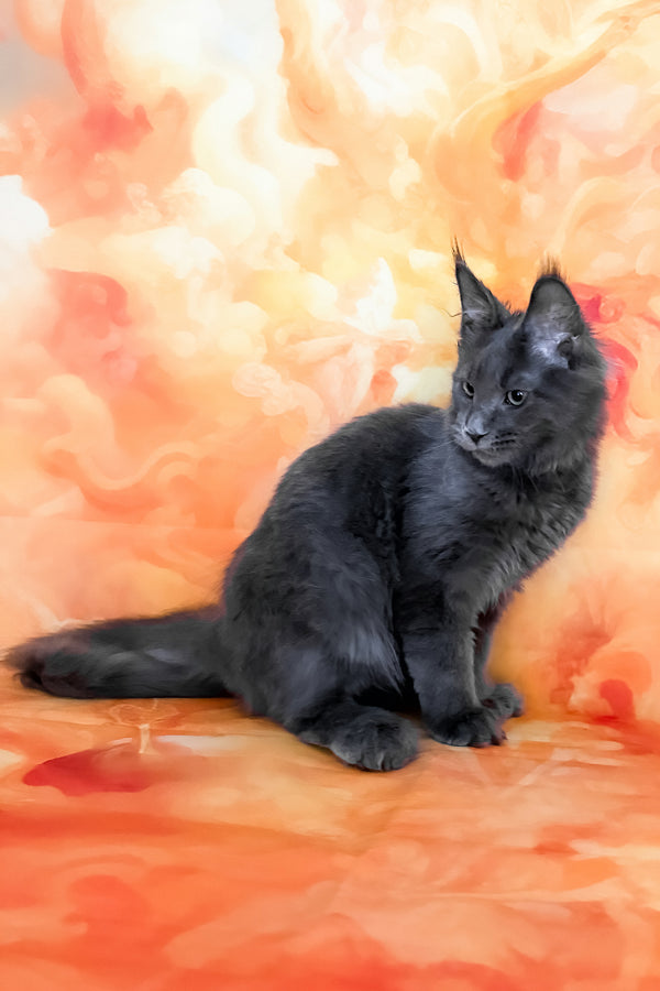 Yeremey | Polydactyl Maine Coon Kitten