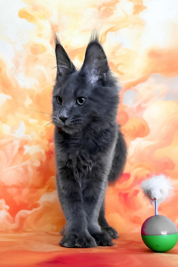 Yeremey | Polydactyl Maine Coon Kitten