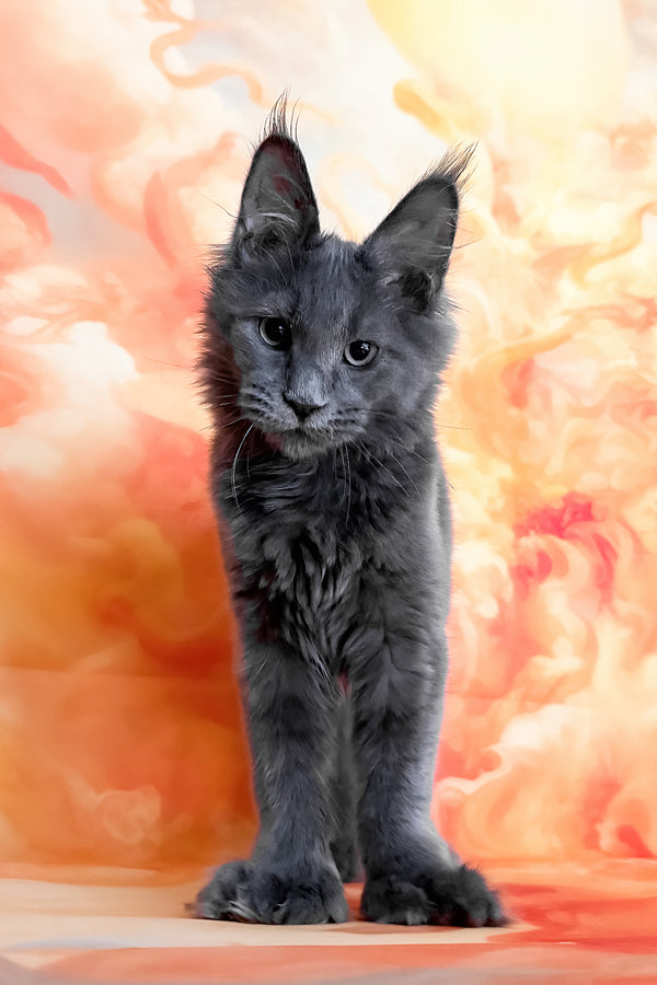 Yeremey | Polydactyl Maine Coon Kitten