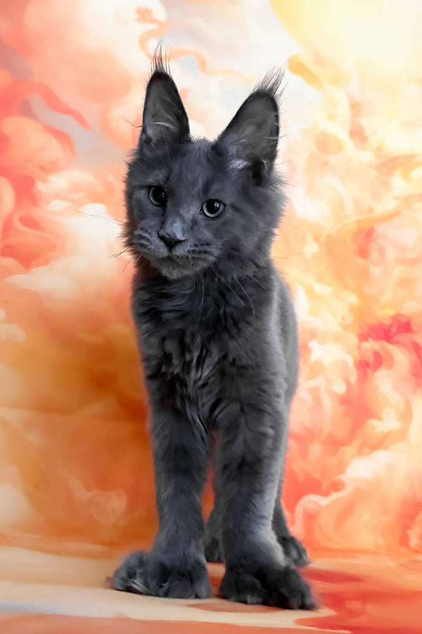 Yeremey | Polydactyl Maine Coon Kitten