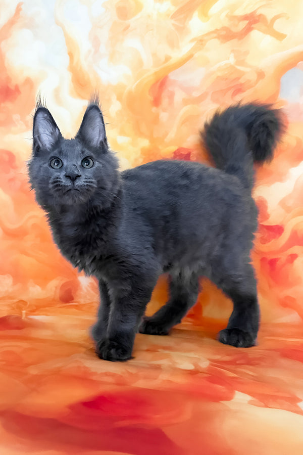 Yeremey | Polydactyl Maine Coon Kitten