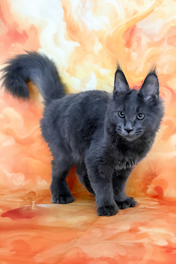 Yeremey | Polydactyl Maine Coon Kitten