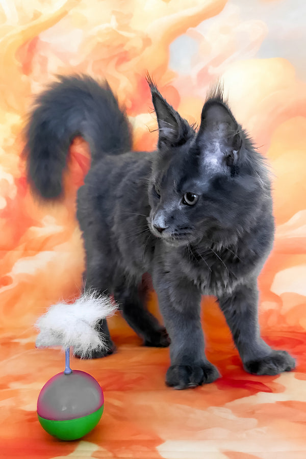 Yeremey | Polydactyl Maine Coon Kitten