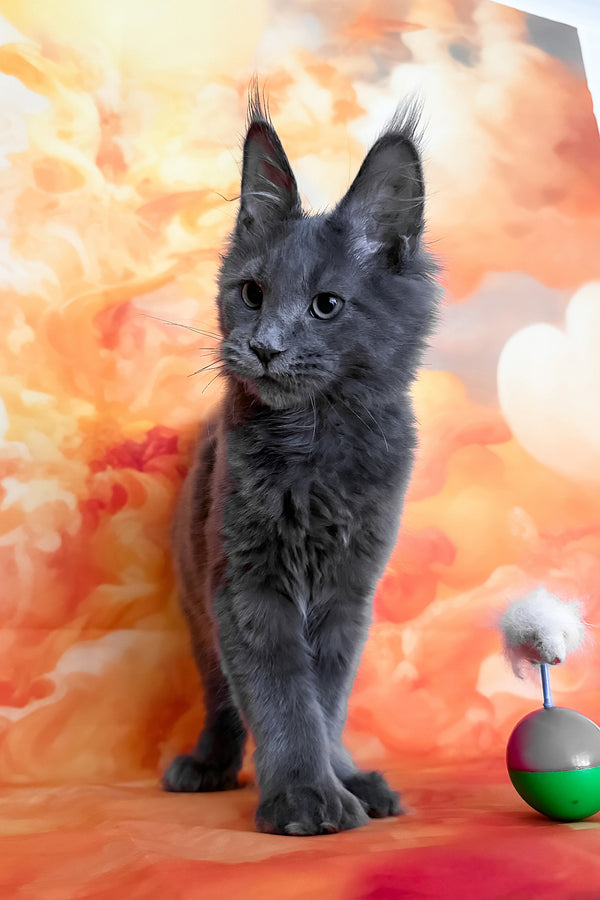 Yeremey | Polydactyl Maine Coon Kitten