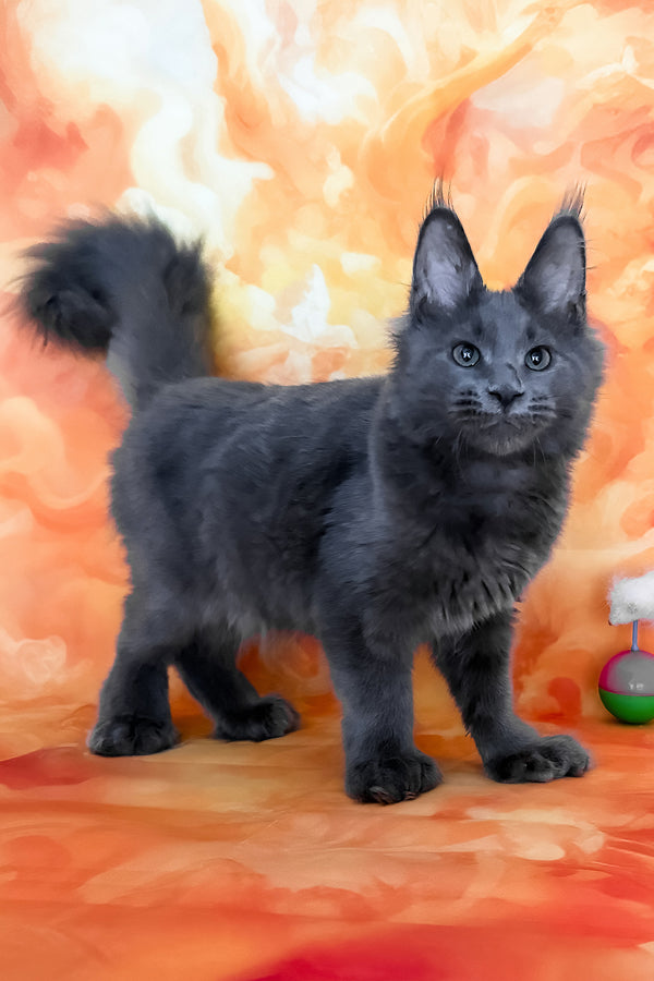 Yeremey | Polydactyl Maine Coon Kitten