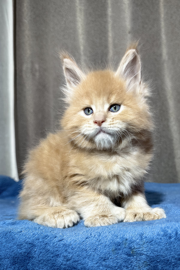 Yoda | Polydactyl Maine Coon Kitten