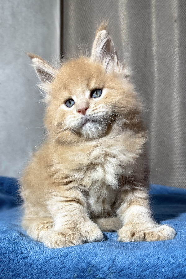 Yoda | Polydactyl Maine Coon Kitten