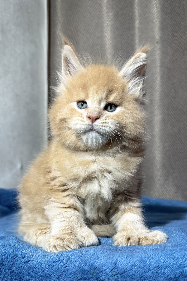 Yoda | Polydactyl Maine Coon Kitten