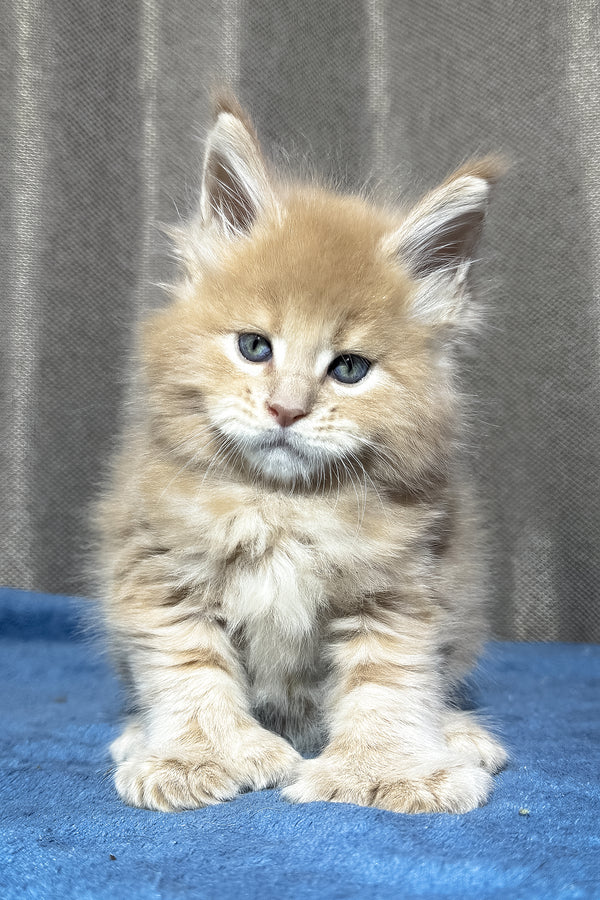 Yoda | Polydactyl Maine Coon Kitten