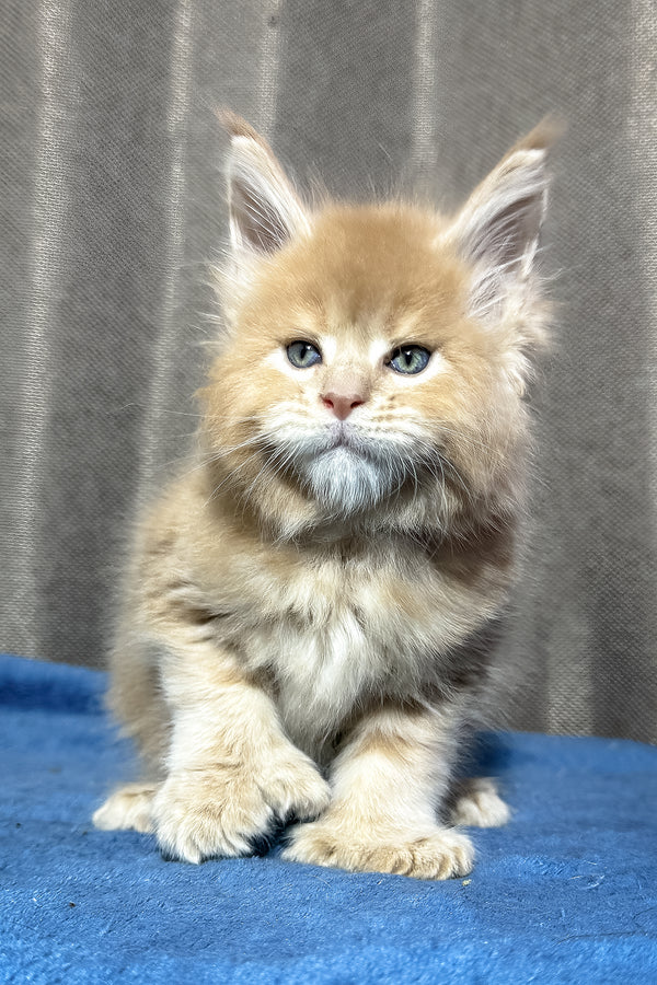 Yoda | Polydactyl Maine Coon Kitten