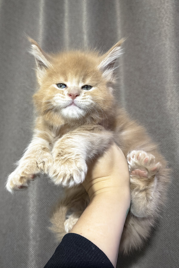 Yoda | Polydactyl Maine Coon Kitten