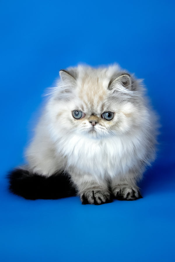 Yoko | Persian Kitten