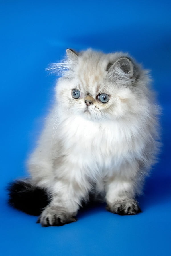 Yoko | Persian Kitten
