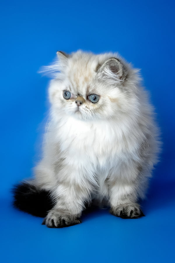 Yoko | Persian Kitten