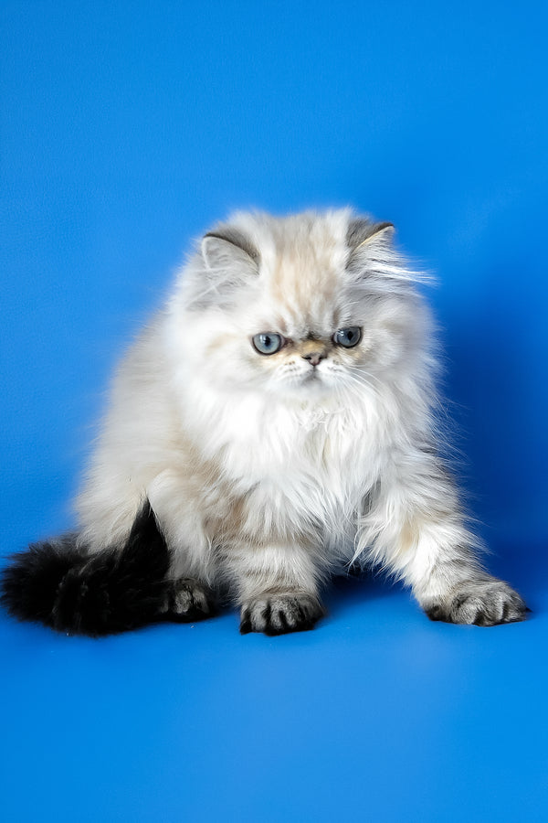 Yoko | Persian Kitten