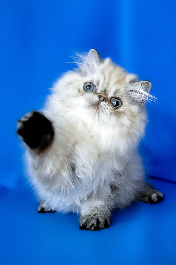 Yoko | Persian Kitten