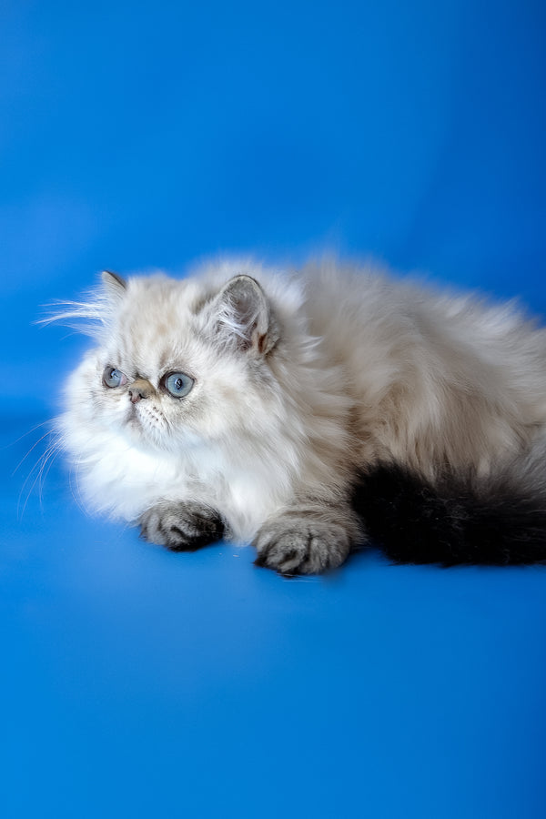 Yoko | Persian Kitten