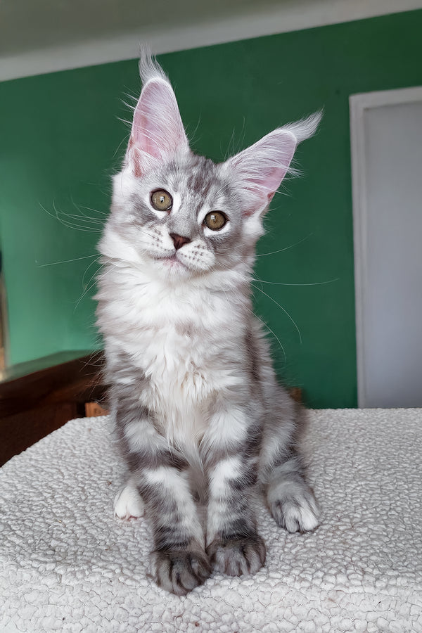 Yoli | Maine Coon Kitten