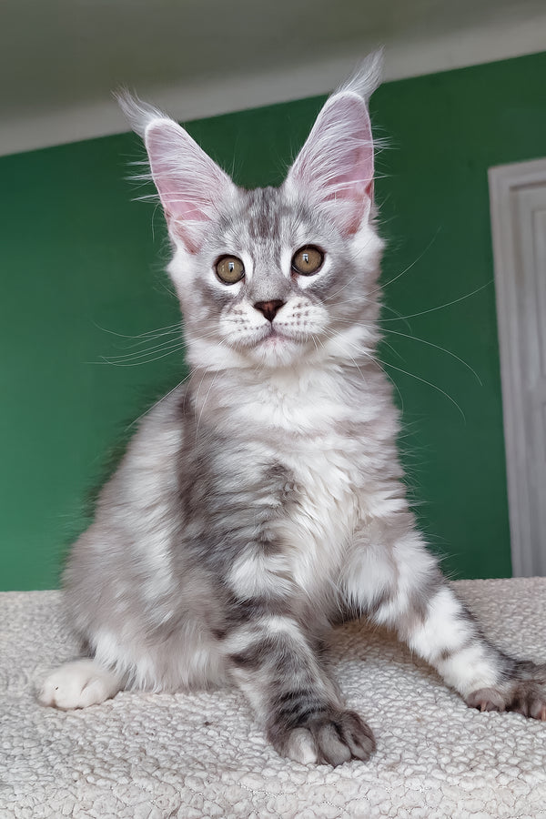 Yoli | Maine Coon Kitten
