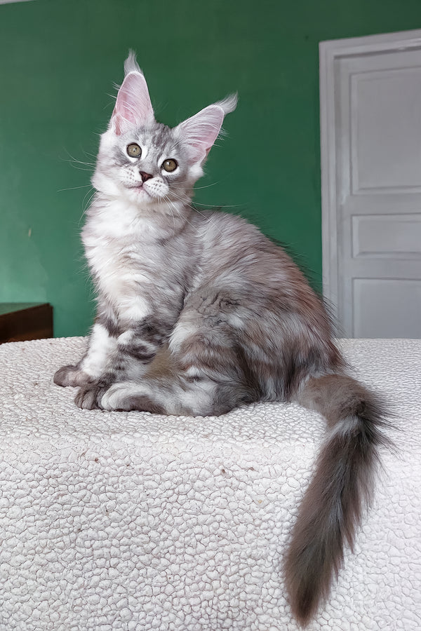 Yoli | Maine Coon Kitten