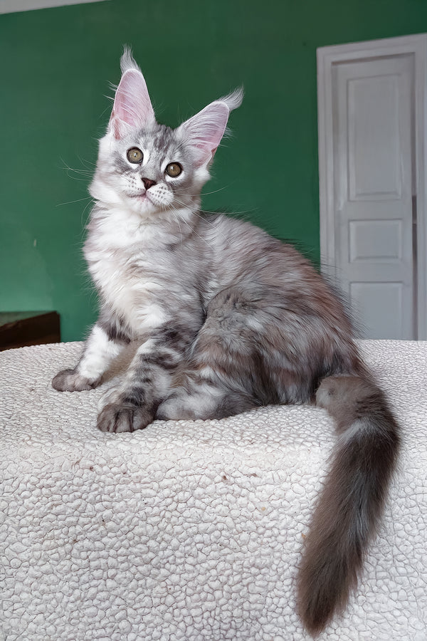 Yoli | Maine Coon Kitten
