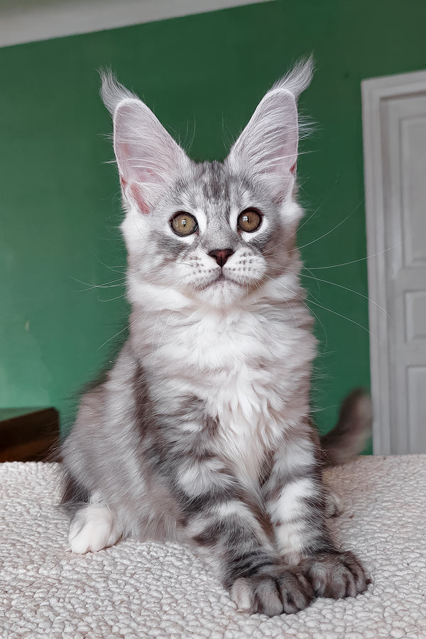 Yoli | Maine Coon Kitten
