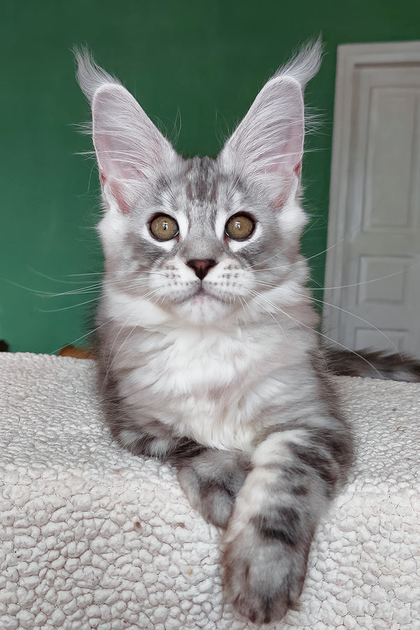 Yoli | Maine Coon Kitten