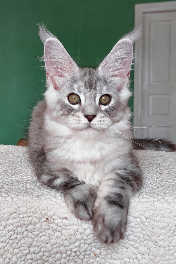 Yoli | Maine Coon Kitten