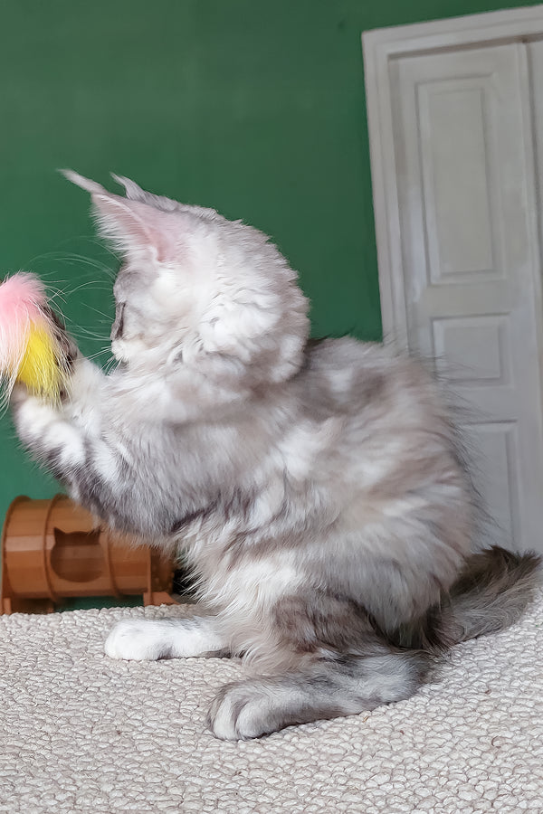 Yoli | Maine Coon Kitten