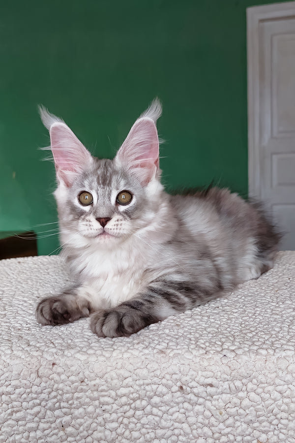 Yoli | Maine Coon Kitten