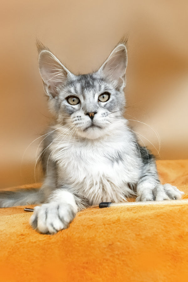 York | Maine Coon Kitten