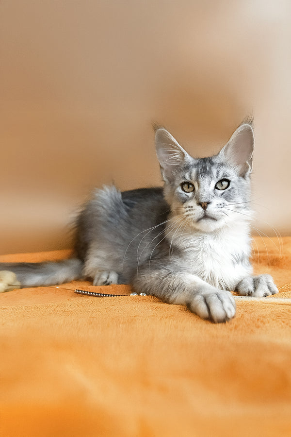 York | Maine Coon Kitten