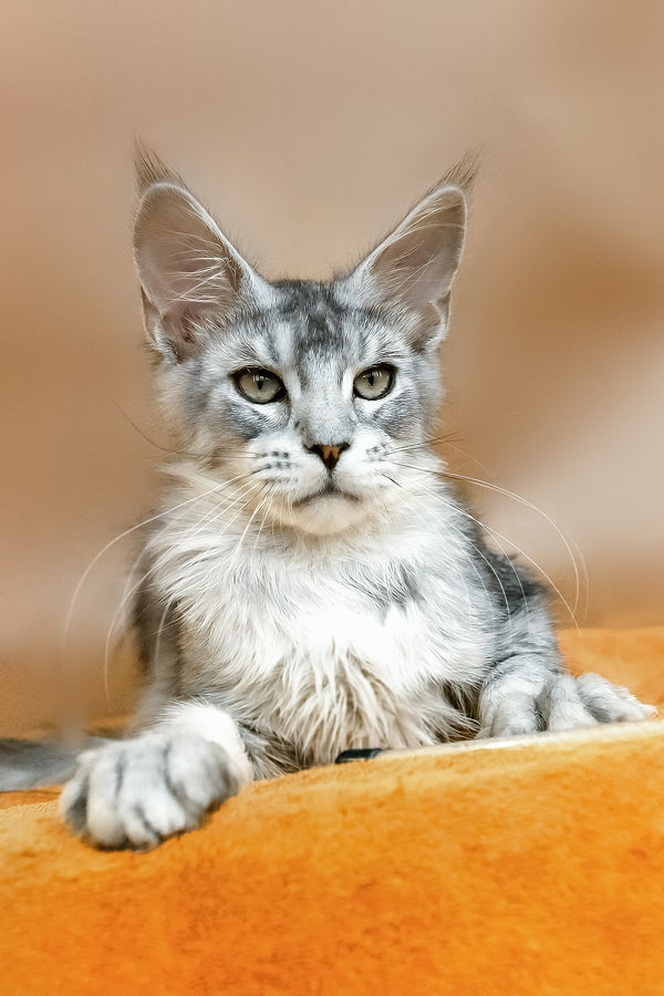 York | Maine Coon Kitten