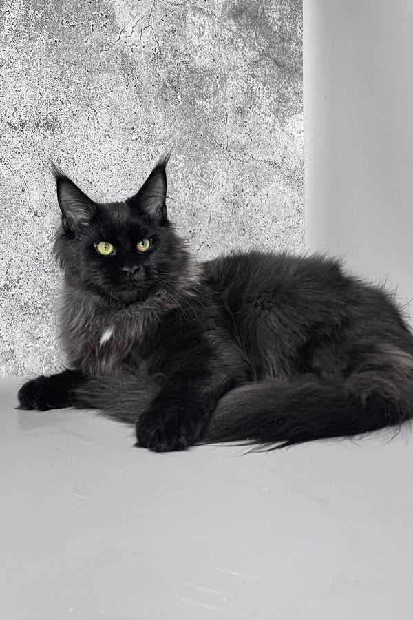 York | Maine Coon Kitten