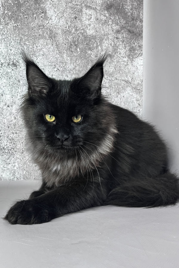 York | Maine Coon Kitten