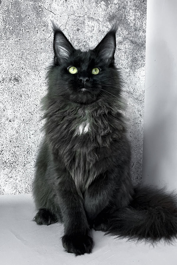 York | Maine Coon Kitten