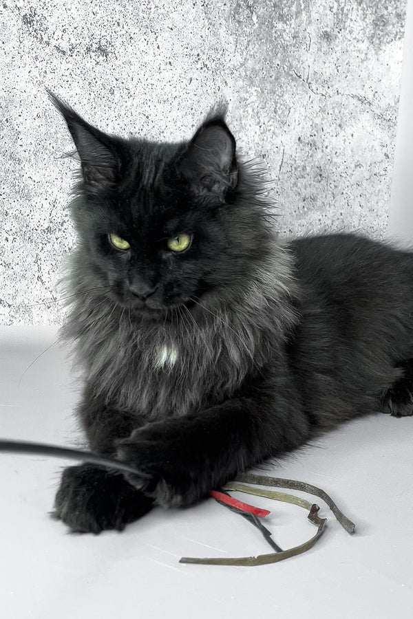 York | Maine Coon Kitten